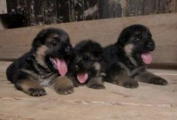 /album/frst-days/stenka-b-vrh-038-jpg/